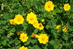 小黄花