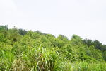 山林