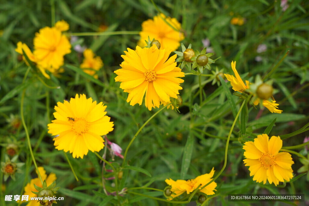 小黄花