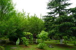 松树