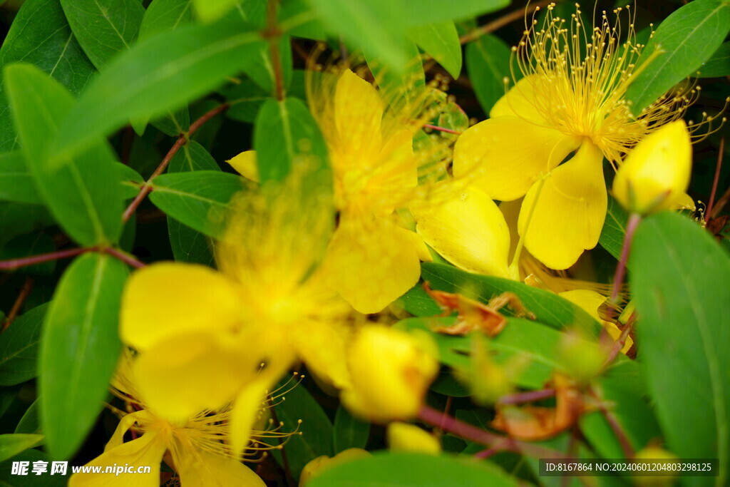 小黄花