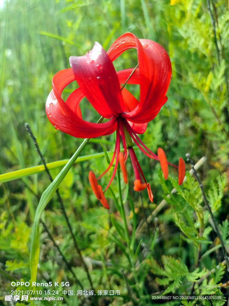 山丹丹花