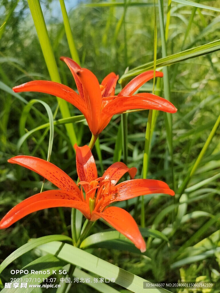 山丹丹花