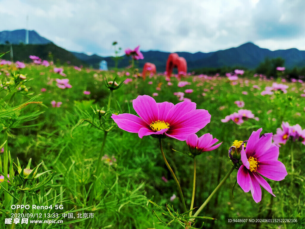 花海