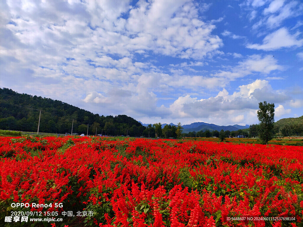 红色花海