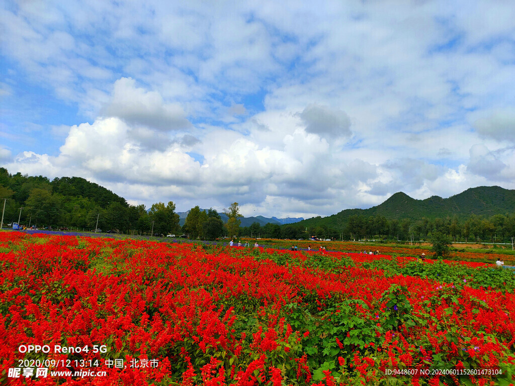 花海