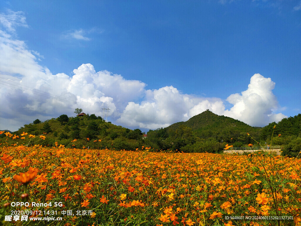 橙色花海