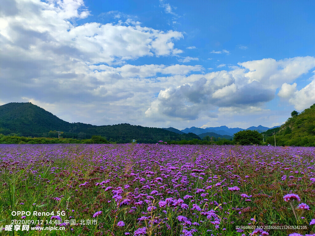 马鞭草花海