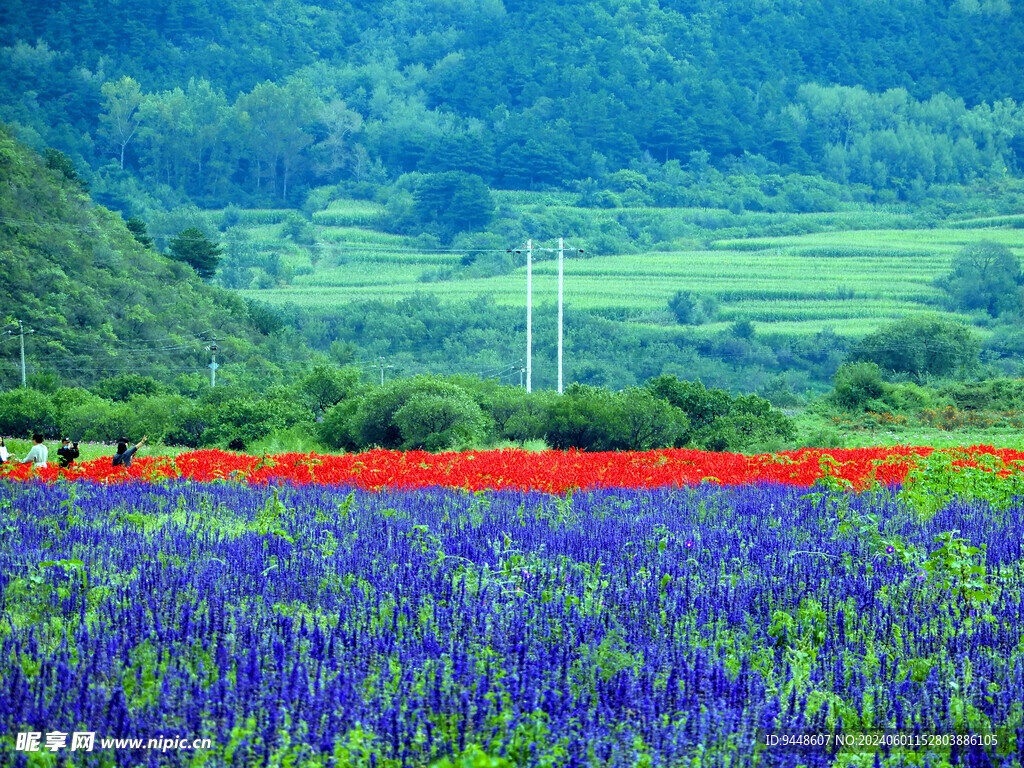 花海