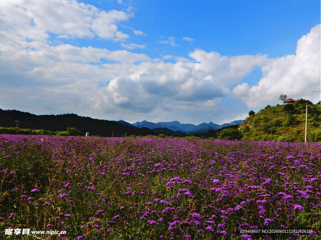 花海