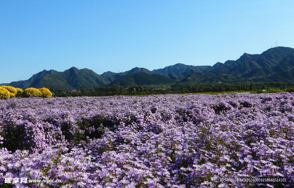 花海