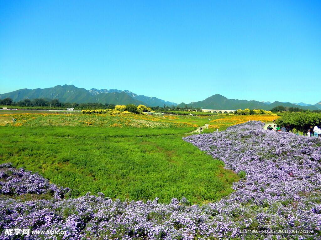 花海