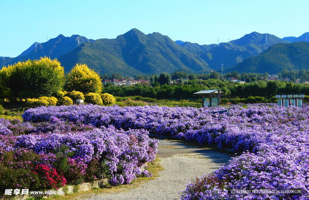 紫色花海