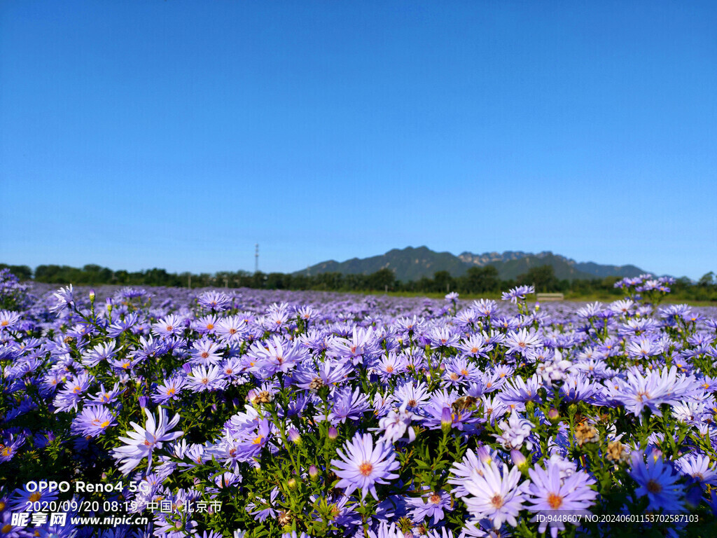 花海