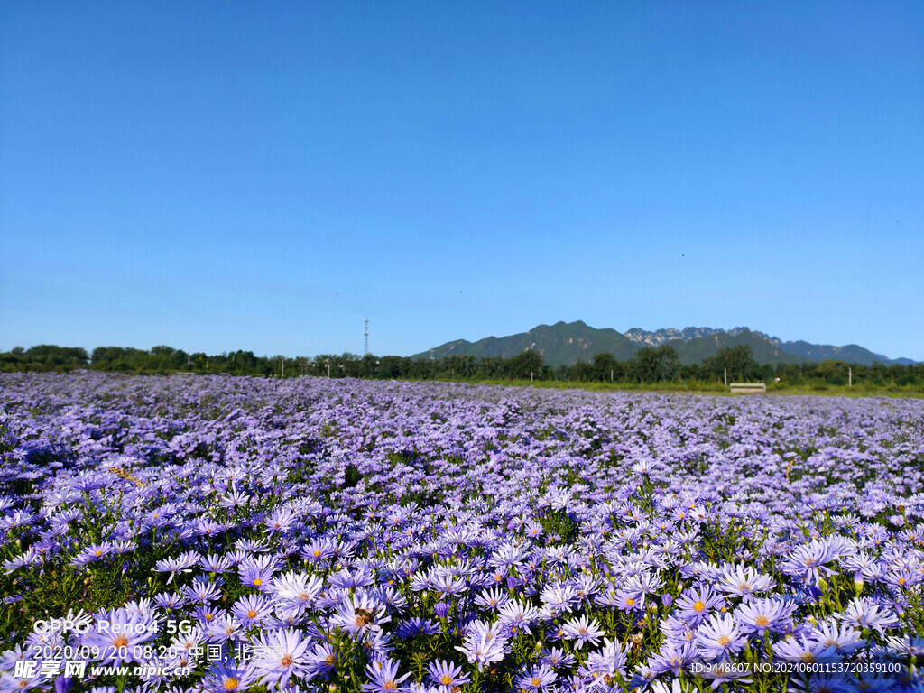 紫色花海