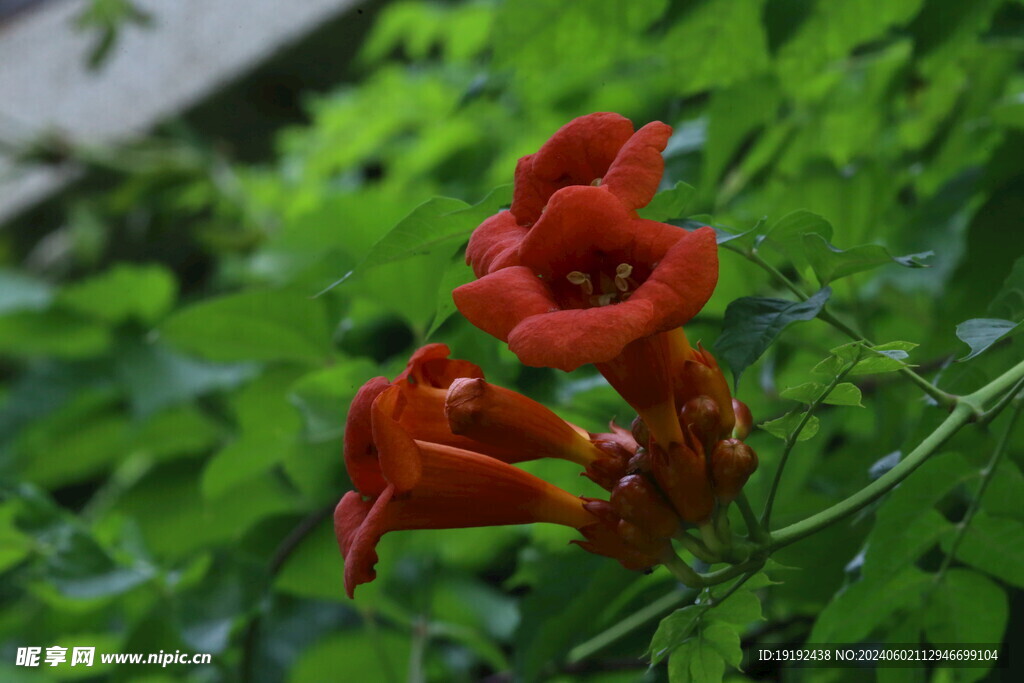 凌霄花 