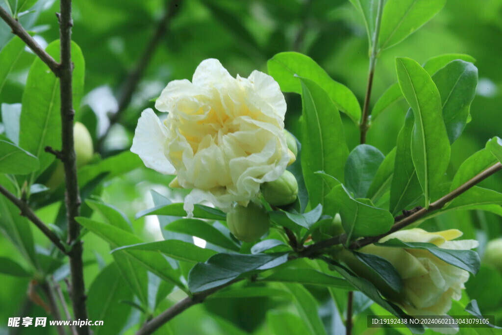 石榴花  