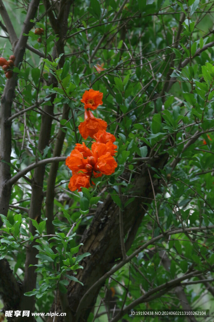 石榴花 