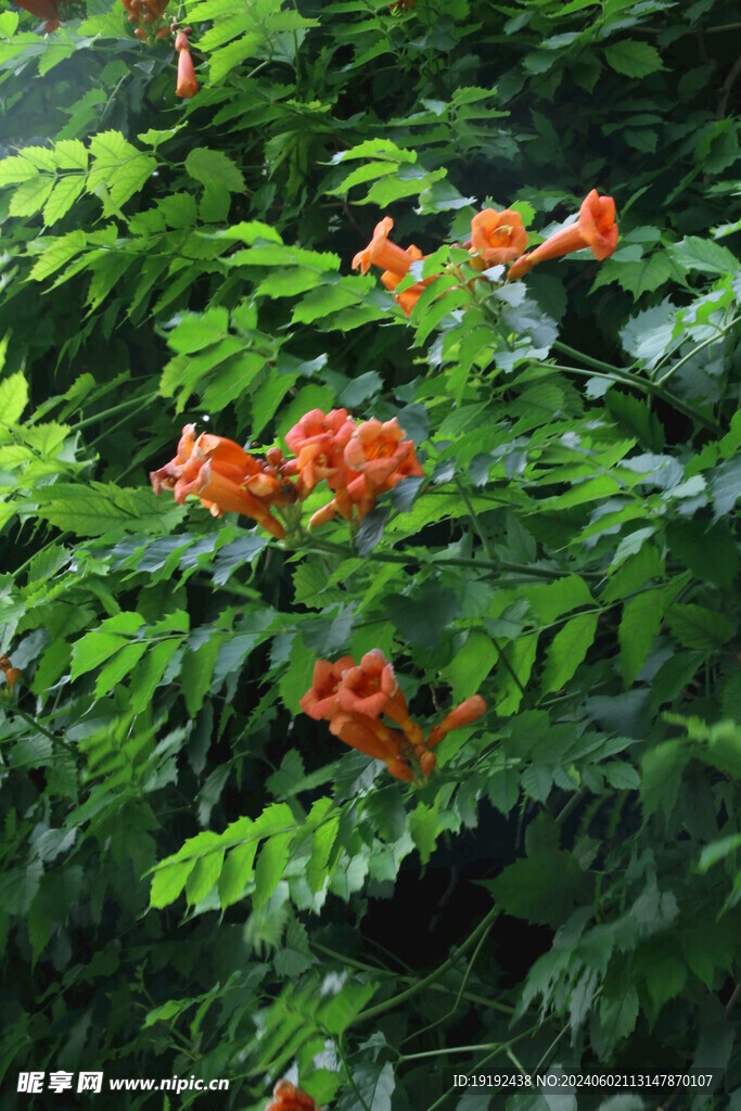 凌霄花  