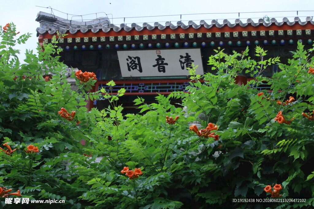 凌霄花 