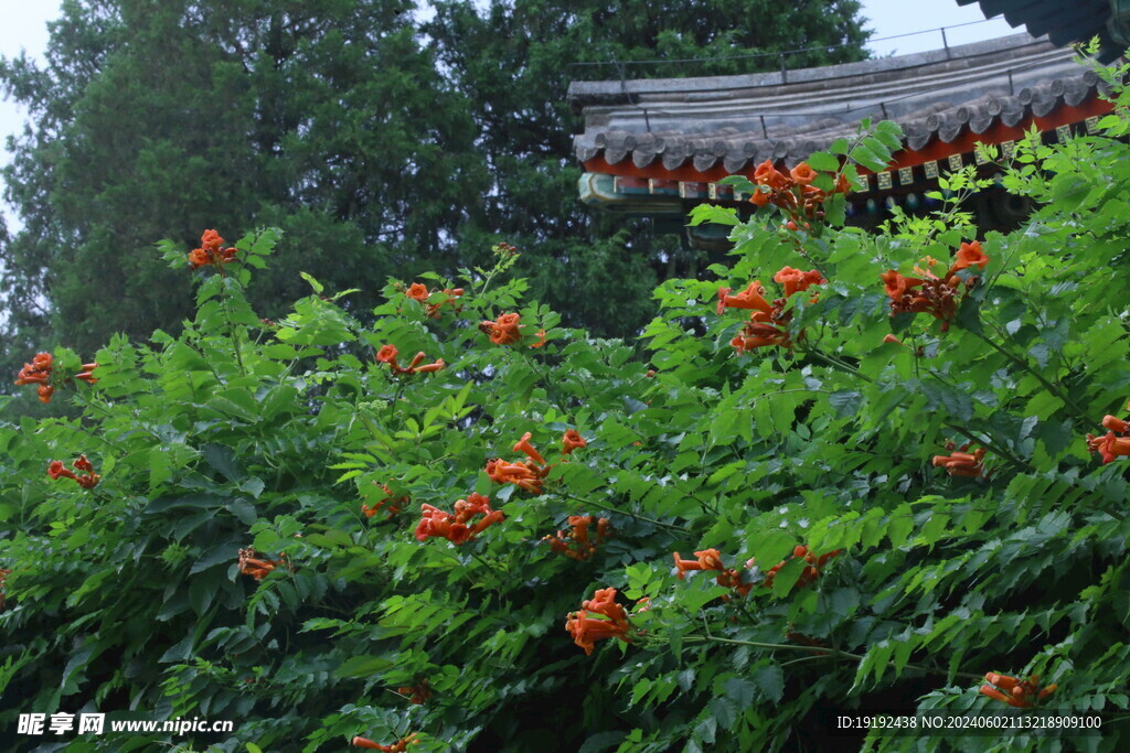 凌霄花  