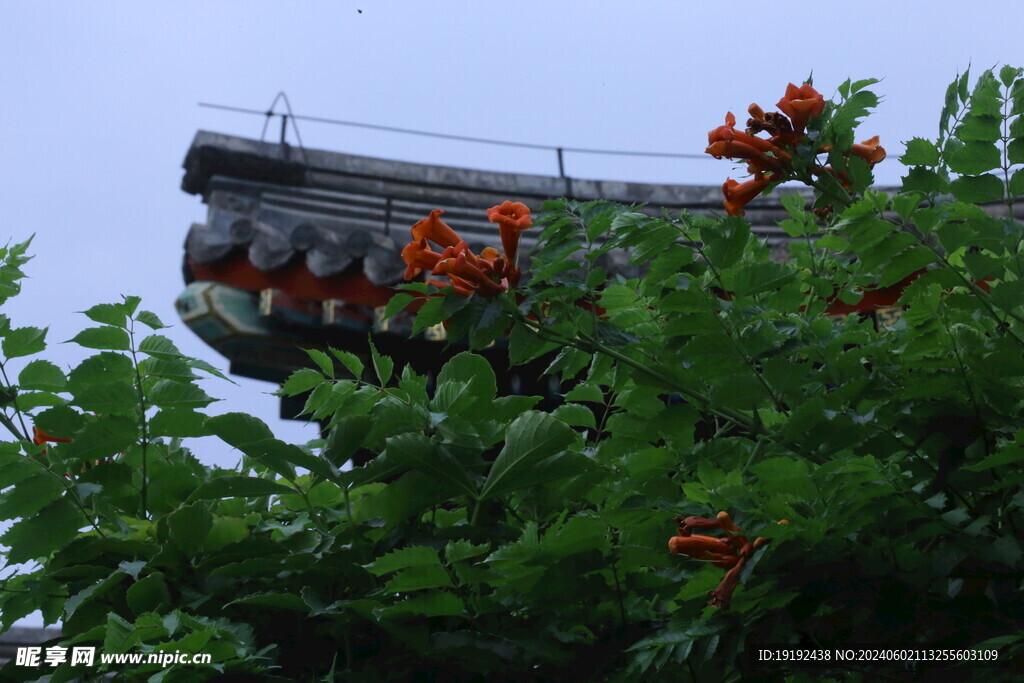凌霄花 