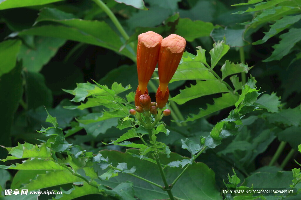 凌霄花 