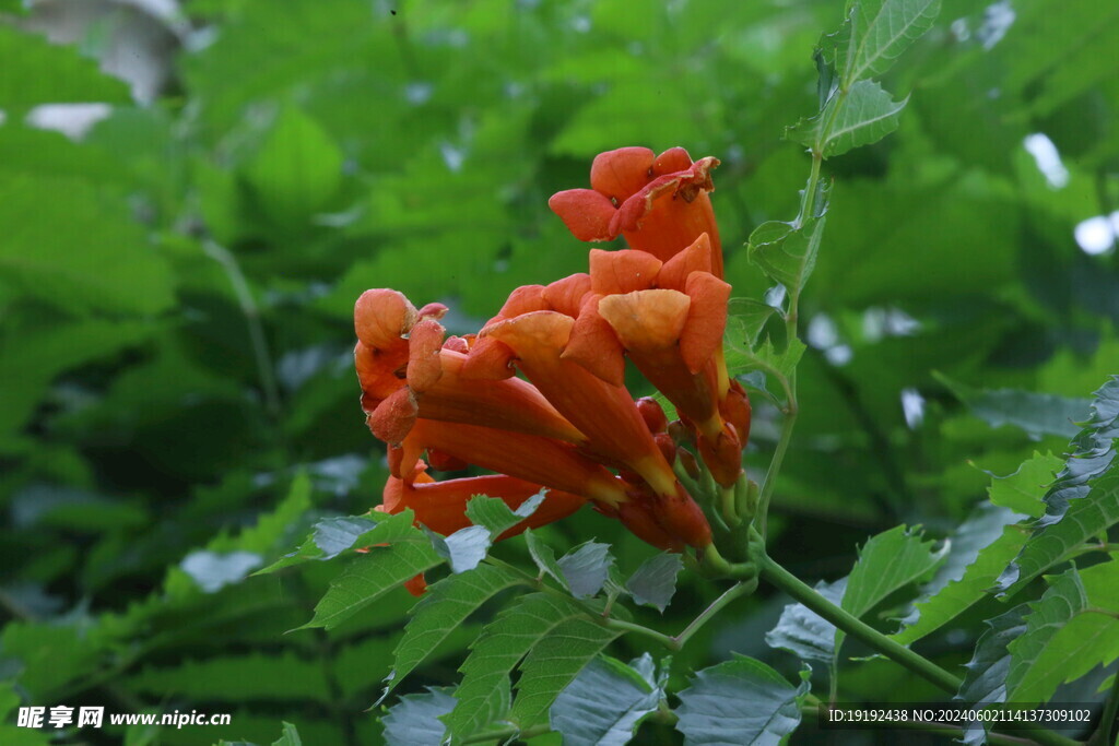 凌霄花 