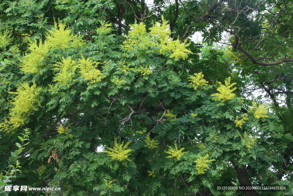 栾树花 