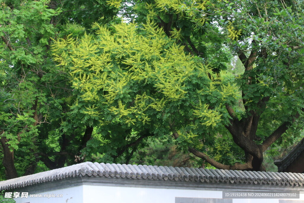 栾树花 