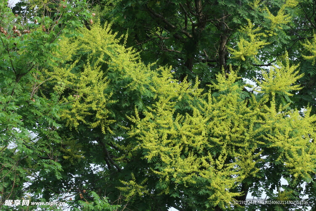 栾树花  