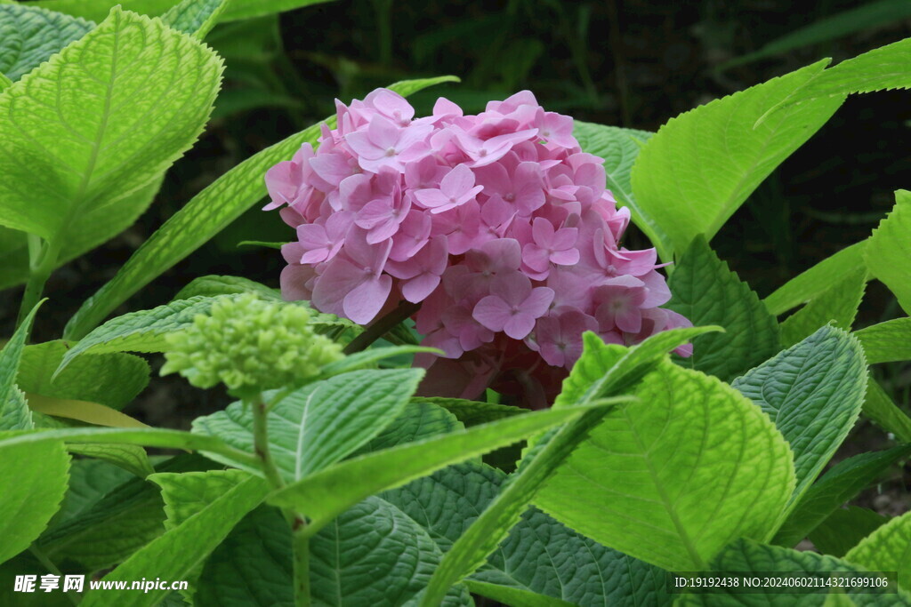 绣球花 