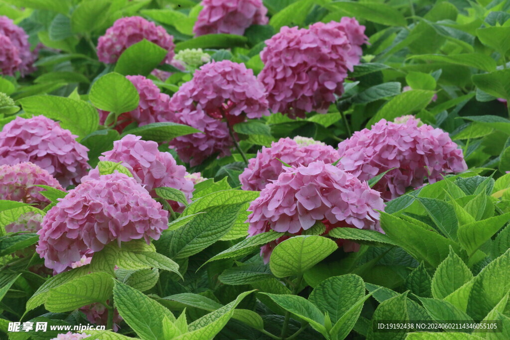 绣球花  
