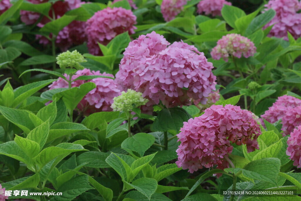 绣球花 