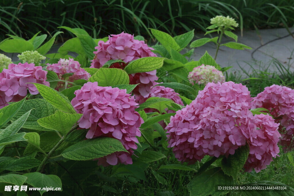 绣球花  