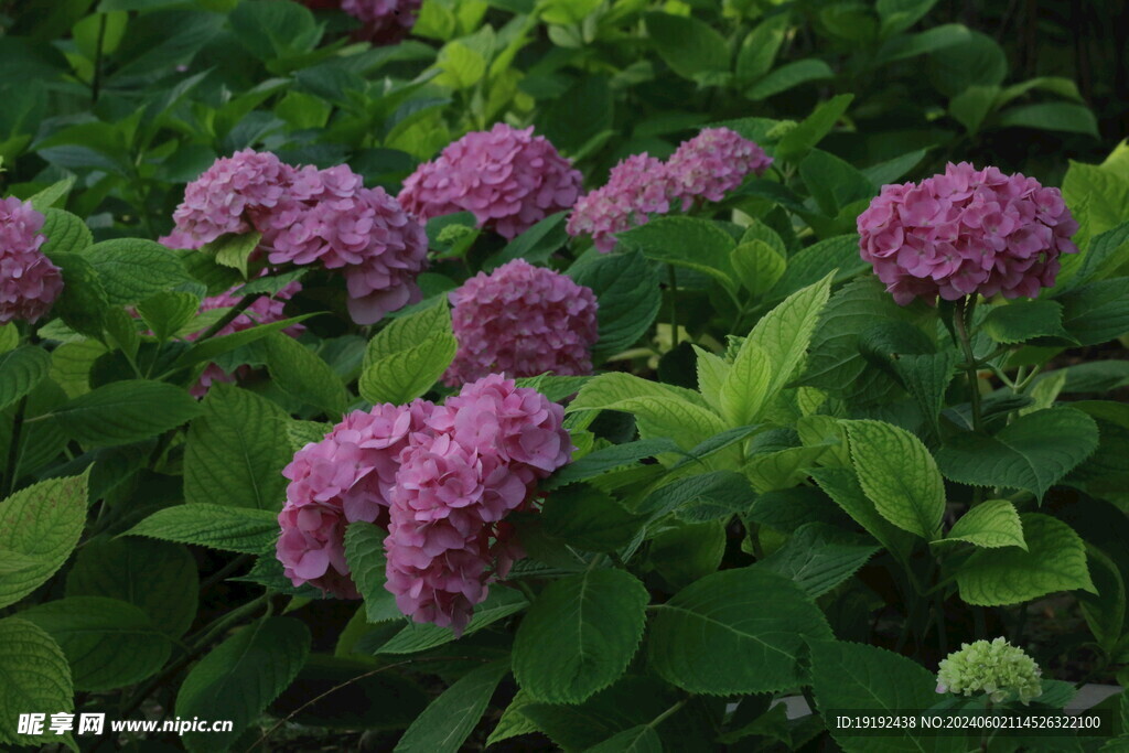 绣球花  