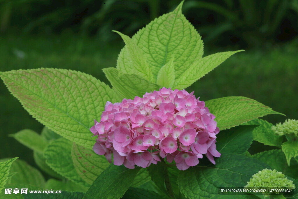 绣球花  