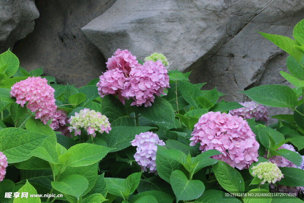 绣球花  