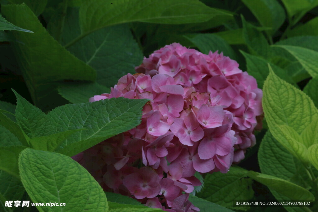 绣球花  