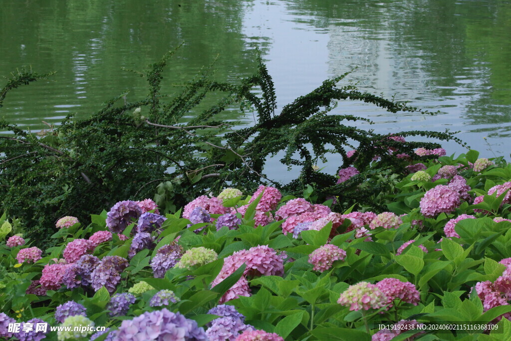 绣球花 