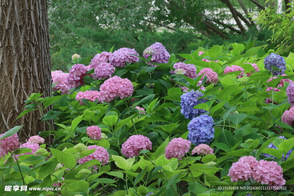 绣球花  