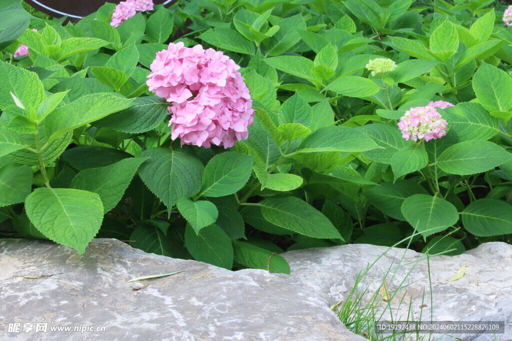 绣球花 