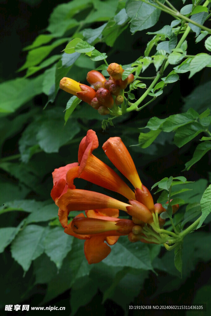 凌霄花 