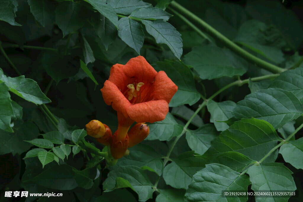凌霄花  