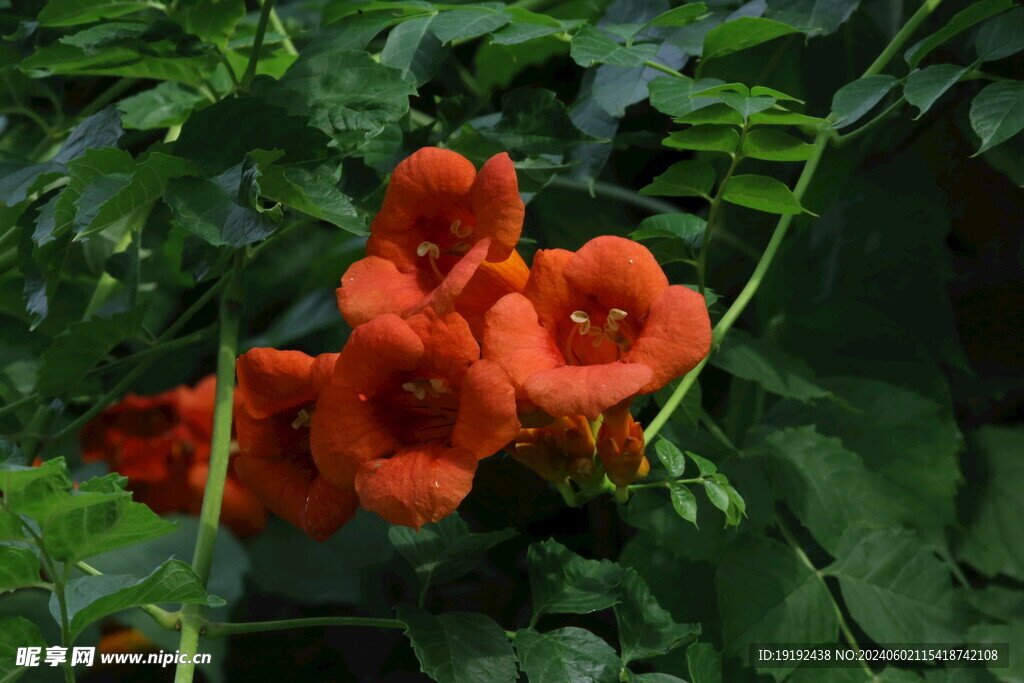 凌霄花 