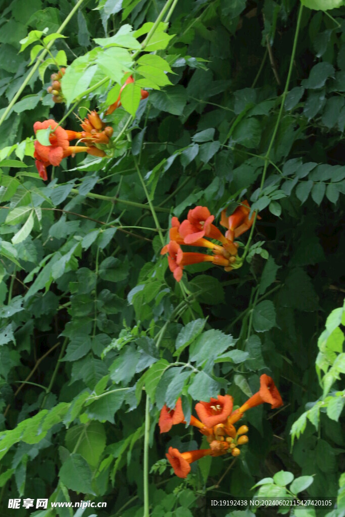 凌霄花  