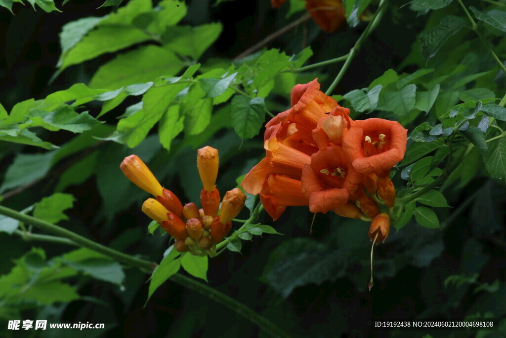 凌霄花 
