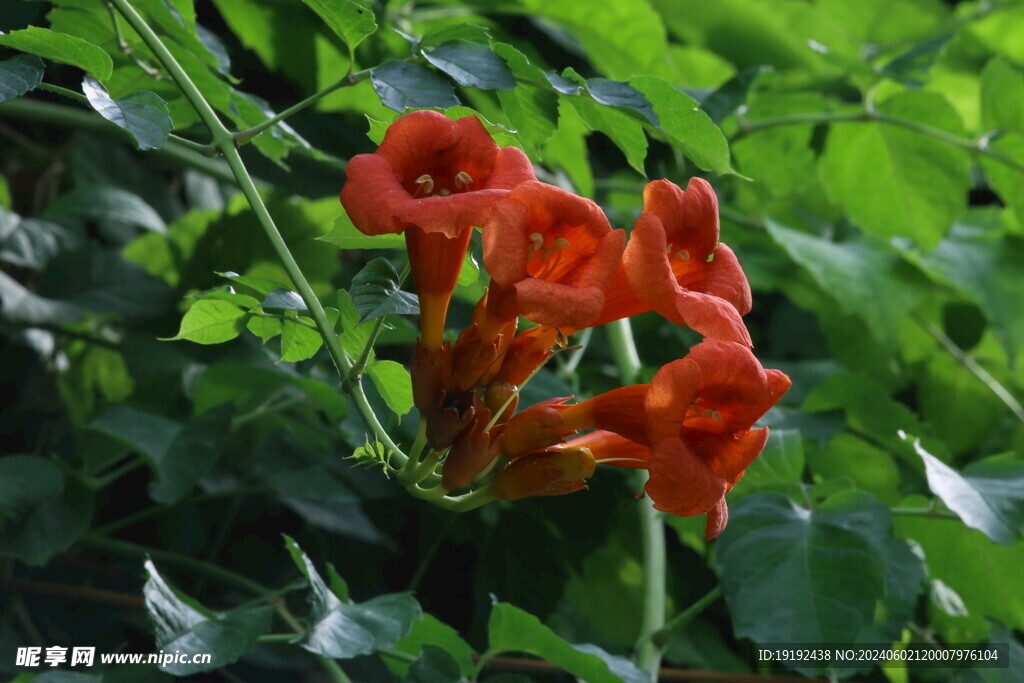 凌霄花  