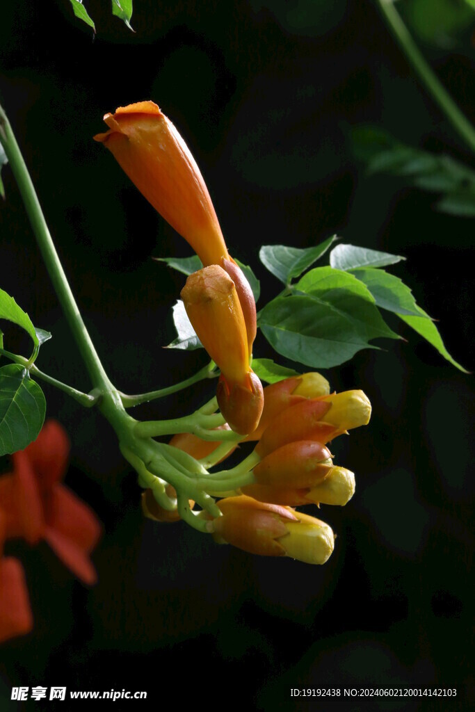 凌霄花 
