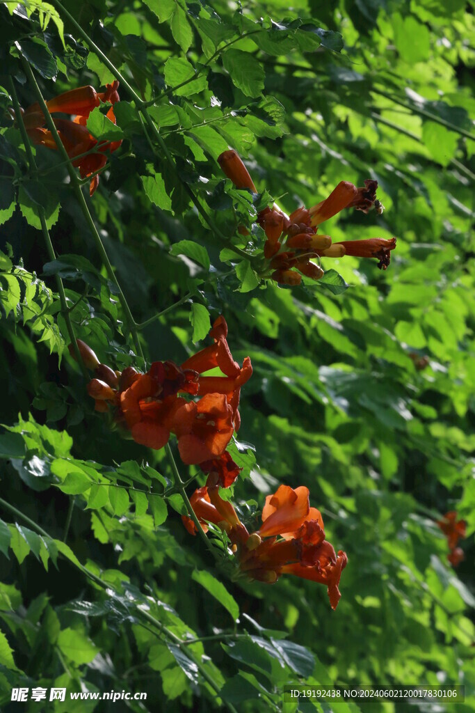 凌霄花 